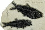 Multiple Fossil Fish (Knightia) Plate - Wyoming #292353-2